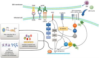 The Role of Epstein–Barr Virus in Cervical Cancer: A Brief Update